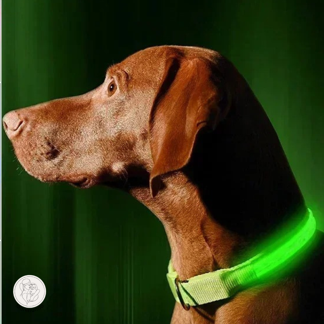 GlowBand - LED halsband