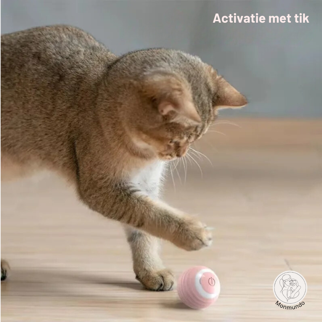 Spinny - Het favoriete speeltje van je kat!